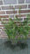 10st. Douglasien 40-70cm Forstpflanzen Pseudotsuga menziesii viridis Douglasie Nadelgehölze Wurzelware