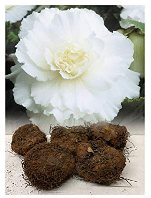 GARTHWAITE NURSERIES® : - UK Stockist : - 10 Double White Begonias Tuberous Bulbs/Corms for Garden & Tubs Stunning Summer Plant