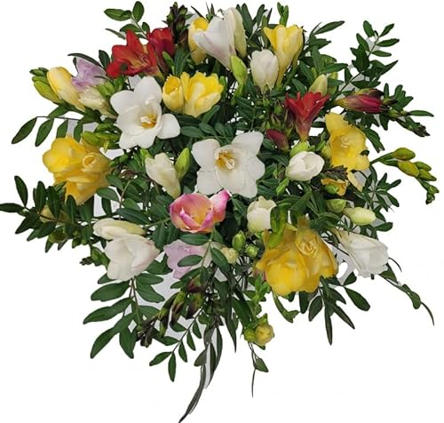 vor Muttertag Freesien zum Geburtstag - bunter Strauß mit echten Blumen und Grußkarte - Frühling -