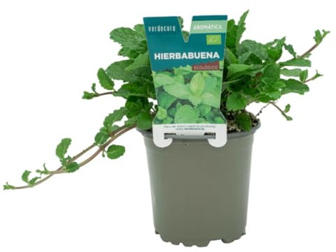 Verdecora Hierbabuena en maceta Ø11cm | Mentha spicata | Planta de Interior y Exterior | Hojas Aromáticas y Refrescantes | Ideal para Cocina y Decoración