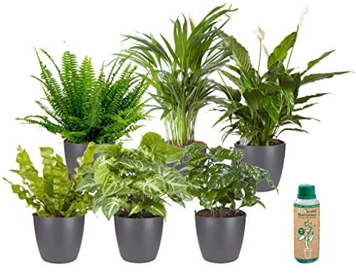 vdvelde.com - Ecoworld Grüne Zimmerpflanzen Echt - 6er Set Pflegeleicht und Luftreinigende Grünpflanzen - Wenig Licht Benötigt - Mit übertopf und Zimmerpflanzen Dünger - Topf Ø12 / Höhe 40 cm