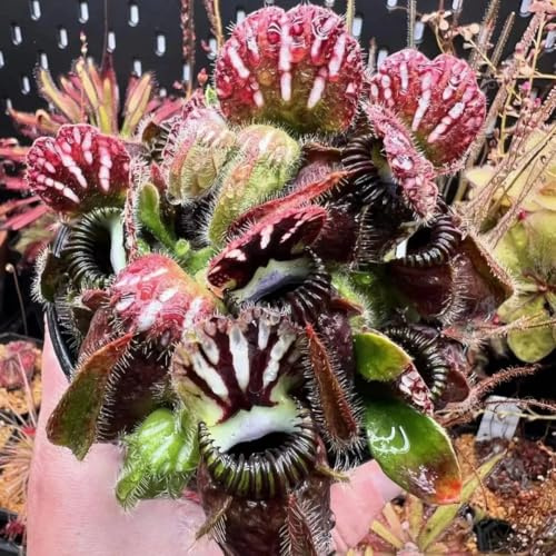 zwergkrug fleischfressende garten cephalotus follicularis hochbeet, zimmerbonsai gartendeko für draußen 65samen