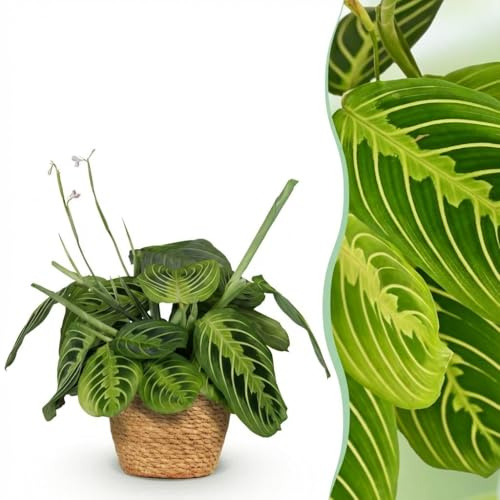 Maranta Fascinator Lemon Lime - Plante de prière - Plante pour animaux - Vert - avec panier - 25cm - Ø12cm - Plante d'intérieur - Ensemble complet - Plante avec pot