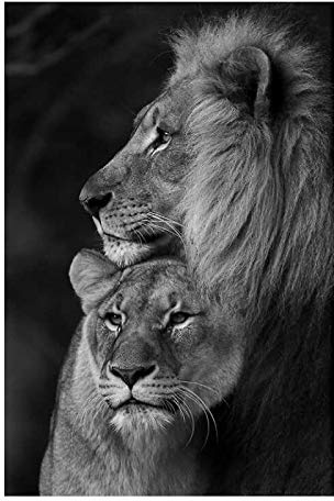 Schwarz-Weiß-Löwen Leinwand Kunst Poster und Drucke Tiere Leinwand Gemälde an der Wand Kunst Löwen Bilder für Schlafzimmer Dekor 60x40cm rahmenlos