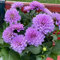Dalias tubérculos resistentes al invierno plantas perennes resistentes al invierno plantas de balcón plantas exóticas raras para plantas soleadas oficina jardín regalo dalia bulbos flores -4