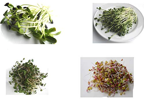 500 g BIO Keimsprossen Mischung -Body Power MIX- Keimsaat 5 x 100 g Samen für die Sprossenzucht Sonnenblumen, Daikon-Rettich, Senf, Radies, Weizen Sprossen Microgreen Mikrogrün