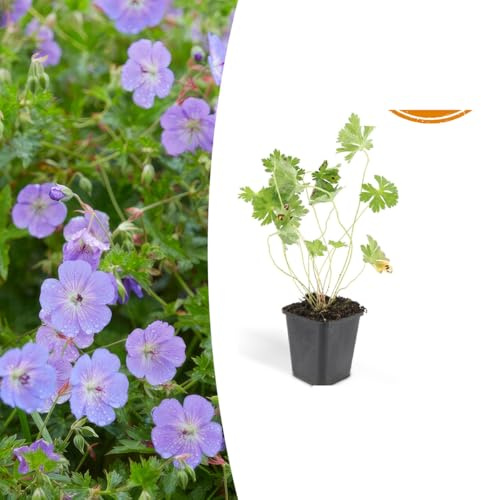 Geranium Rozanne | 24 stycken - 10-25cm - Ø9cm - Trädgårdsväxt