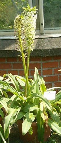 Eucomis Pallidiflora - Gigante Pineapple Giglio - 5 Semi - NPWS Seeds ONLY