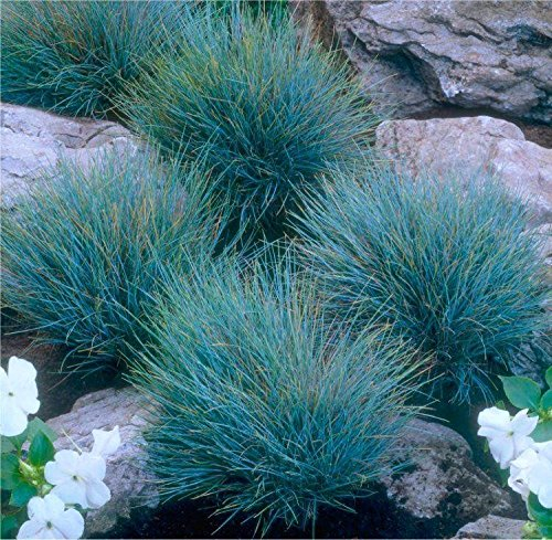 5 x Festuca glauca/cinerea 'Elijah Blue' im 1 Liter (Ziergras/Gräser/Winterhart/Bodendecker/Mehrjährig/Immergrün) Blauschwingel - Silberblaue Eleganz mit moderner Note - von Stauden Gänge