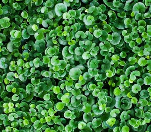 dichondra repens conf. da 2 kg (oppure 2 conf. da kg. 1,oppure 4 conf. da gr.500) a seconda della disponibilita'