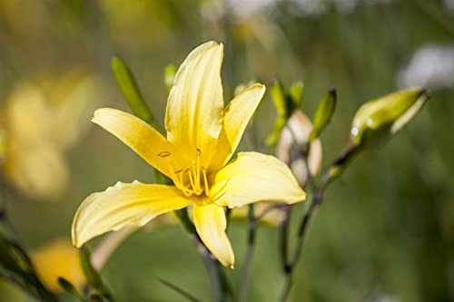 Hemerocallis lilioasphodelus 11x11 cm Topf – Winterhart, Mehrjährig, Pflegeleicht – Taglilie – Staude für Beet & Rabatte