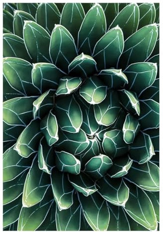 Nordische minimalistische Ästhetik, Wandkunst, Kaktus, Agave, Pflanze, HD-Öl auf Leinwand, Posterdruck, Home, Wohnzimmer, Schlafzimmer, Dekoration, Geschenk(F,40x60cm no frame)