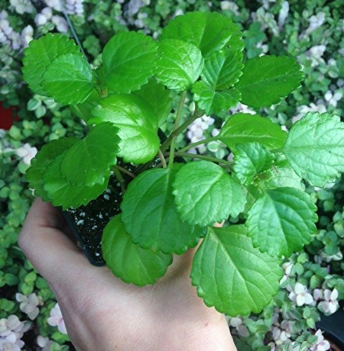 Sueco Ivy (Plectranthus Australis) – 2 1/4 pulgadas)