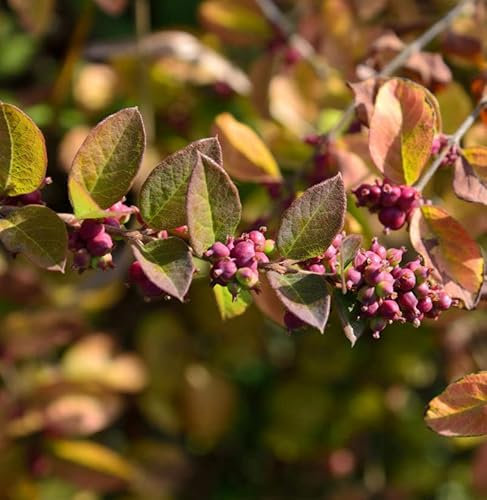 Korallenbeere 60-80cm - Symphoricarpos orbiculatus