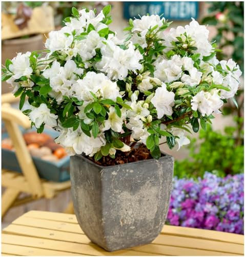 GrowOn Shrubs [x2] Dwarf Japanese Azalea Japonica 'Pleasant White' | Multi-Pack | Evergreen Shrubs | Outdoor Garden Ready Plants | Spring Flowering | White Flowers