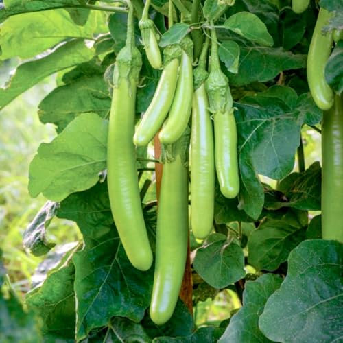 Aubergine 'Green Knight' F1 Seeds - Rare Asian Variety for Exotic Stir-Fries and Curries - 1 Packet (6 Seeds) by Thompson & Morgan