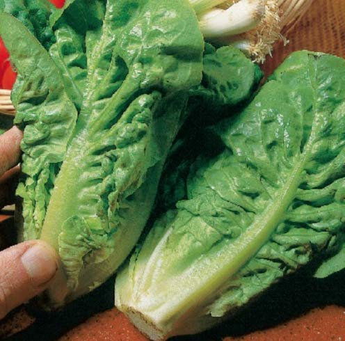 Lettuce - Cos Little Gem - Seeds
