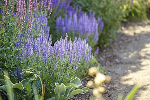 Salvia nemorosa 'Amethyst' 9x9 cm Topf – Winterhart, Mehrjährig, Pflegeleicht – Steppen-Salbei – Beetstaude für Garten & Rabatte