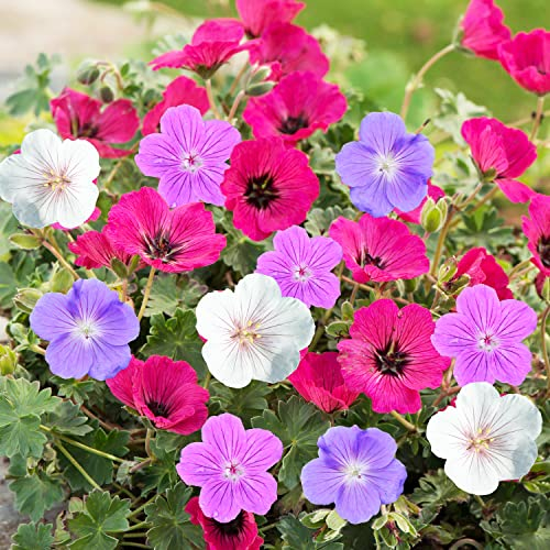 Winterharte Geranien Stauden Kollektion - 10 Wurzeln/Zwiebeln - Mix von 5 Sorten für Garten - 2 von jeder Farbe - Pflanzen aus Holland (kein Samen) - Weiß-Rot-Rosa-Violett Hybriden