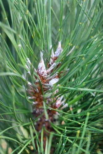 Pinus sylvestris 'Fastigiata' 60-80 cm - Säulen-Kiefer, immergrün, ideal für Hecken und Einzelstellung, winterhart und pflegeleicht