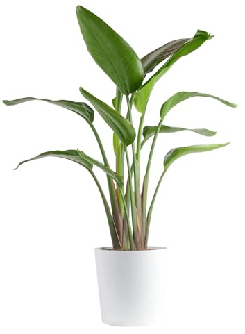 Costa Farms White Bird of Paradise, Large Live Indoor Plant, 2-3 Feet Tall Houseplant in Live Plant Pot, Strelitzia nicolai, Real Floor Plant for Living Room, Office, or Home Decor Gift
