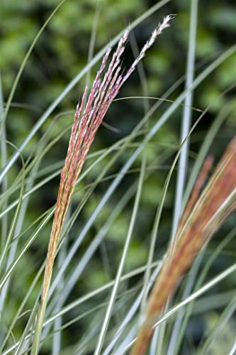 Miscanthus sinensis 'Kleine Silberspinne' 11x11 cm Topf – Winterhart, Mehrjährig & Pflegeleicht – Chinaschilf – Ziergras für Beet & Garten