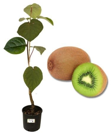 P. Piantine da Orto | Kiwi Maschio, Pianta in Vaso Diametro 22 cm, Pianta da Frutto in Vaso, Pianta Vera da Esterno, Giardino o Vaso in Terrazza, Vivaio Italiano