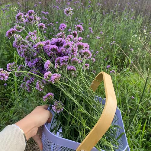 Semi di verbena resistenti - verbena, giardino roccioso, giardino resistenti di verbena, selvatiche, 50pcs