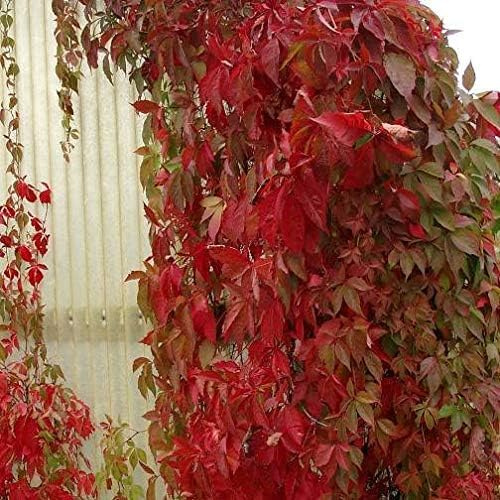 Pianta di VITE AMERICANA ROSSA Rampicante PARTHENOCISSUS QUIQUEFOLIA 5 punte vaso 18cm AMDGarden