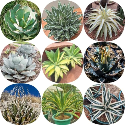 Agave americana, alte sorten balkonpflanzen outdoor nachhaltige produkte stauden winterhart mehrjährig kräutersamen exotische seltene 250Samen