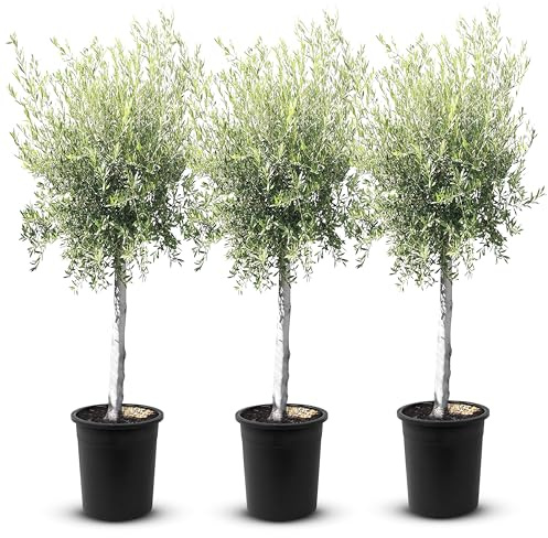TropicTrees - Olivenbaum winterhart mit einer Höhe von ca. 170cm und einem Stammumfang von 20-40 cm - 45 Jahre alt - echter Olivenbaum mit echten, essbaren Olivenfrüchten - Olea Europaea - 3 Stück