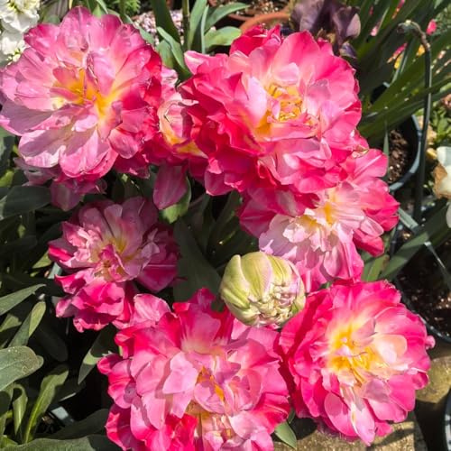 Bulbi di tulipano - da giardino roccioso Bulbi di tulipano perenni resistenti, bulbi di primaverili regali per gli amanti del giardino vecchie varietà 7pcs
