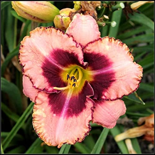 Hemerocallis bulbi bulbi di Hemerocallis Daylily resistente facile da sopravvivere