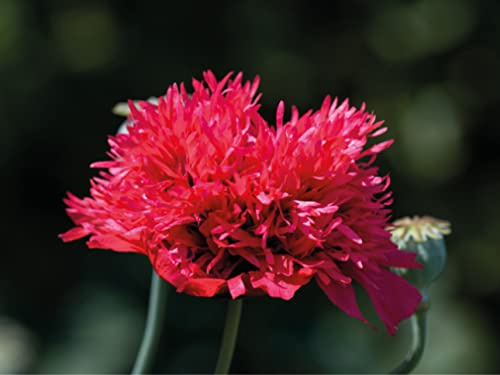 deutsche Samen vom Gefüllten Roter Mohn - einjährigen rote Mohnpflanze – gefüllter Mohn bei Hummeln beliebte Blume - gefüllte Mohnblumen Saat – weinrote & dunkelrote Mohnblüten (1500 Samen)