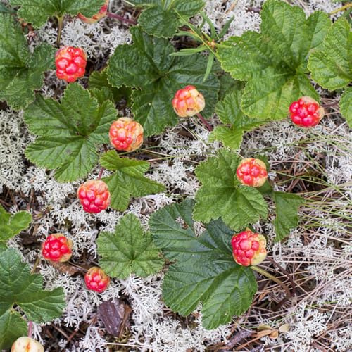 Moltebeeren, exotische obstgarten alte sorten obstpflanzen säulenobst balkonpflanzen stauden winterhart mehrjährig obstsamen steingartenpflanzen bio geschenke für gärtner 100Samen