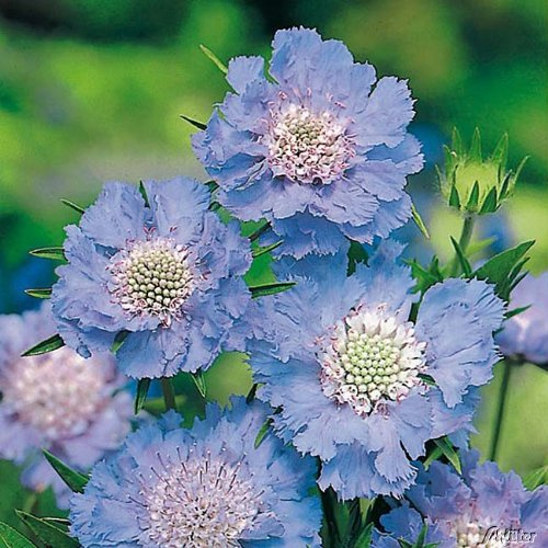 GARTEN SCHLÜTER® Taubenskabiose (Scabiosa caucasica) - 1 Pflanze