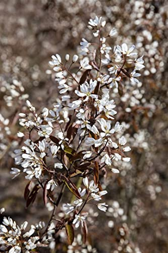 Amelanchier 'Rainbow Pillar' 60-100 cm - Felsenbirne, weiße Blüten, Blütezeit April-Mai, ideal für Hecken, bienenfreundlich, pflegeleicht