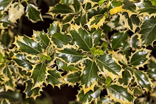 Ilex aquifolium 'Rubricaulis Aurea' 30–40 cm – Winterhart, Immergrün, Pflegeleicht – Stechpalme – Heckenpflanze für Garten & Sichtschutz