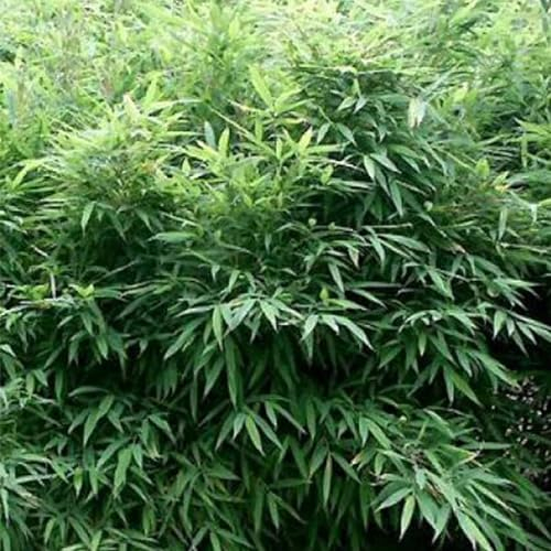 3 x Fargesia Murieliae 'Bimbo'- Gartenbambus 'Bimbo' 50-60 cm im Container -Frühlingshafte Eleganz und immerwährende Schönheit