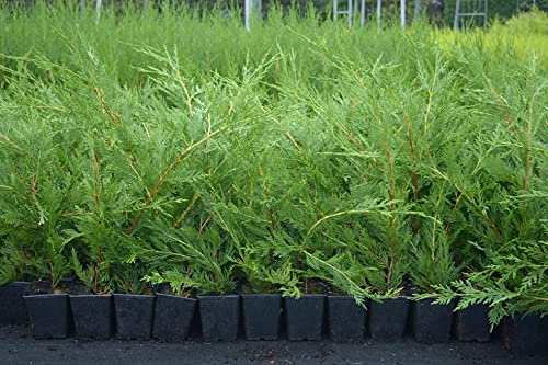 [x10] Green Leylandii | Hedging Conifers | Evergreen | 30-60CMS | P9 POTS