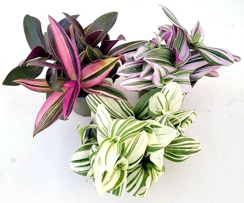POWERS TO FLOWERS - TRADESCANTIA SETCREASEA PALLIDA VARIEGATA, NANOUK BIANCA E NANOUK ROSA, 3 PIANTE, VASO 13CM DIAMETRO, piante vere