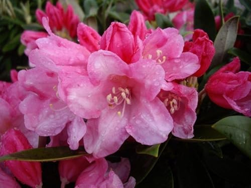 Rhododendron yakushimanum Hybride Toroko - Ball Rhododendron - 30-40cm