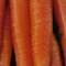 WegAna Darina Semi di Carota Nastro di Semi 6m, Semi di Carota Varietà Tardiva, Semi di Ortaggi Robusti, Semi di Ortaggi, Coltivazione di Semi, Semi per Serra