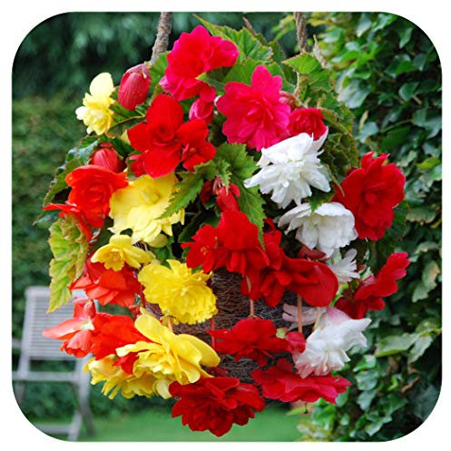 Begonia Pendula Mix of 10 (Guaranteed 2 of Each Colour Labelled) Tubers/Corms/Bulbs - Hanging Basket Mix by Growtanical®