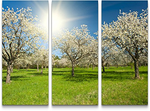 Paul Sinus Art Leinwandbilder | Bilder Leinwand 130x90cm Apfelbaumplantage im Frühling