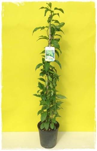 KIWI ARGUTA 'ISSAI' Selbstfruchtbare Pflanze - im Topf Ø 19 cm - H 80/100 cm