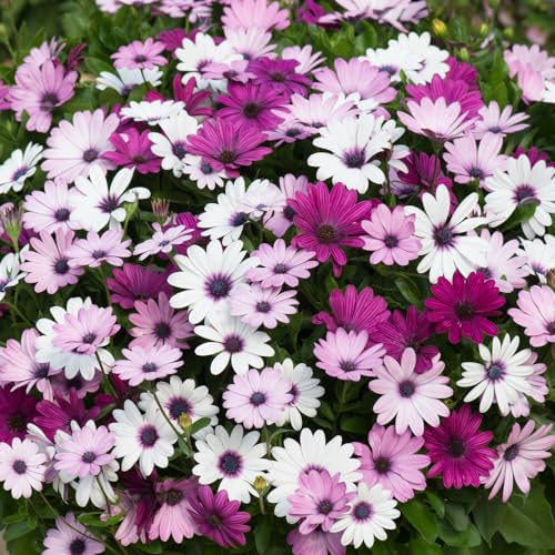 Osteospermum 'Akila Berries & Cream Mix'. Plug Plant x 4. Purple & White Summer Bedding Flowers. Available from Bedwen Plants