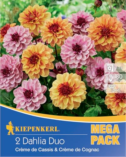 Kiepenkerl Dahlienduett Crème de Cassis & Crème de Cognac 737938 - Dahlien für eine farbenfrohe Blumenwiese, ergiebige Schnittblumen, Blumenzwiebeln