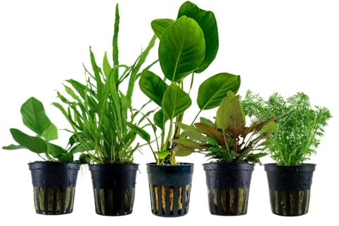 AquaOne akvarieväxter I 5 x lättskötta vattenväxter utan CO? Gödsling I akvarieväxter Anubias Microsorum Cryptocoryne Limnophila I algdödare set