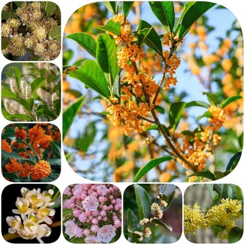 Semillas de laurel, semillas de arbustos en resistentes verdes arbustos para el jardín regalos para los amantes 35pcs